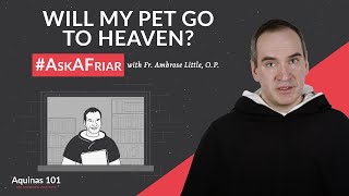 Will My Pet Go to Heaven AskAFriar Aquinas 101 [upl. by Sclater]