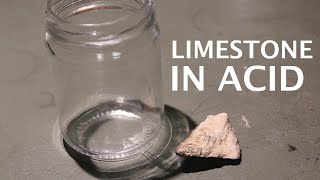 Dissolving Limestone Rocks in Hydrochloric Acid Fossils [upl. by Morita]