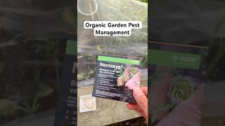 How to Use Nemasys Nematodes to Control Flea Beetles Natural Pest Management pestcontrol growveg [upl. by Enimsay]