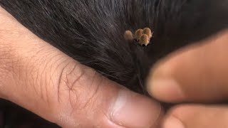 Removal ticks from ear dog p’ 1 animals poordog poorpuppy doglover [upl. by Ahseik]