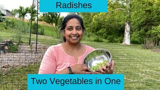 Radishes  Two Vegetables from one plant Grow Food Security [upl. by Natsyrt771]