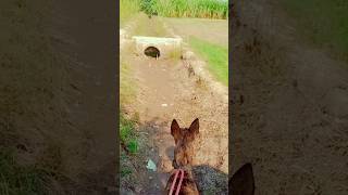 Geedar ka shikar 🐕 dangerous dog dog shortvideos [upl. by Kantos]