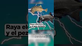 Así Te puede Electrocutar una Anguila Eléctrica 😖⚡  Ojo al dato de OCEANOGRAFÍA 2 [upl. by Ihcego801]