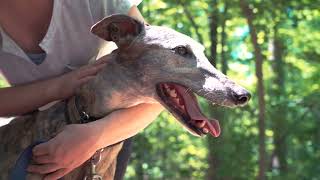 The Hard Truth About Greyhound Dog Breed  Revealing the Facts [upl. by Beeson]