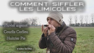 Tutoriel Comment bien siffler les Limicoles Oiseaux Migrateurs [upl. by Nodlew884]