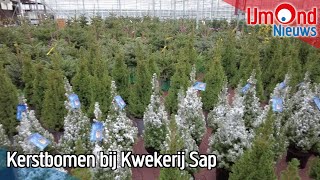 Kerstbomen bij Kwekerij Sap [upl. by Iruj513]