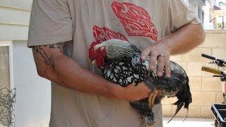 How to stop a rooster from crowing  the No Crow Velcro Collar [upl. by Ariane]