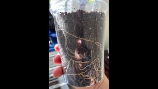 How to root fig cuttings 100 success [upl. by Niatsirhc]