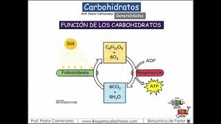 Carbohidratos generalidades y función  Carbohidratos Parte I [upl. by Leiad669]