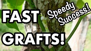 FAST GRAFTS How to Get Faster Results for Your Mango Grafting [upl. by Humfrey915]