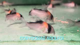 Corydoras adolfoi [upl. by Alliuqa365]