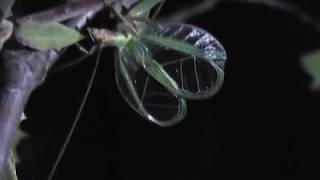 DJ Oecanthus stridulating tree cricket slowed to 14 speed [upl. by Saunder]