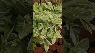 Tradescantia variegated [upl. by Onaivlis]