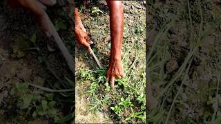 Keep Field Free from Weeds Weeding shorts [upl. by Atsedom]