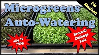 How to Grow Microgreens NFT Style AutoWatering amp No Medium [upl. by Bancroft]