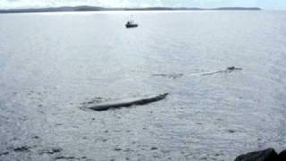 Whales at Moruya River II [upl. by Essilem]