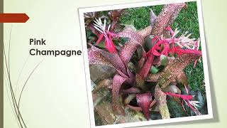 80 Gorgeous Billbergia Bromeliads Plant Varieties [upl. by Frieda]