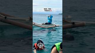 Oslob whale shark watching in Cebu  Philippines oslobcebu whalewatchingtour philippines ldr [upl. by Ellenrahs287]