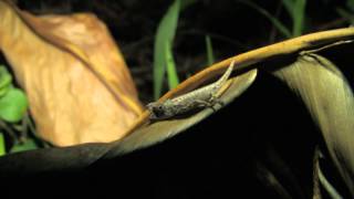 Brookesia thieli Brygoo amp Domergue 1969 [upl. by Elum]