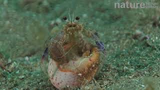 Anemone hermit crab getting into a shell with a Cloak anemone Sark British Channel Islands UK J [upl. by Rehpotisrhc928]