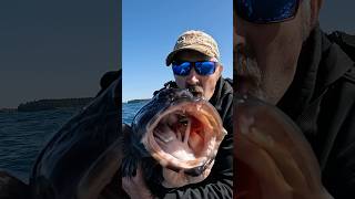 Ocean Kayak Fishing for Lingcod OREGON COAST yakventures kayakfishing hobiefishing [upl. by Notffilc]