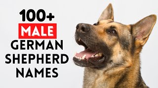 Top 100 Unique Male German Shepherd Names [upl. by Tdnerb805]