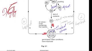 Haploid amp diploid life cycle fungi solved p4 [upl. by Dugald]