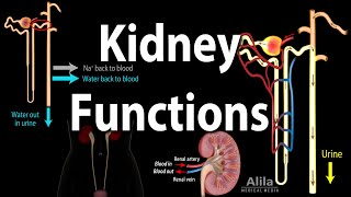 Kidney Homeostatic Functions Animation [upl. by Llewon]