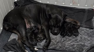 Cane Corso Puppies 4 Days Old [upl. by Roeser]