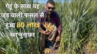 Profitable white Musli farming in india सफेद मूसली multicrop A to Z information [upl. by Moreland]