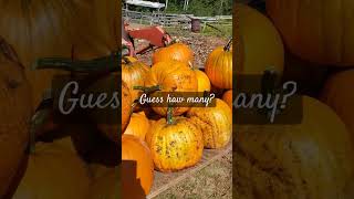 farmliving pumpkin garden homesteadgarden homesteading [upl. by Sug]