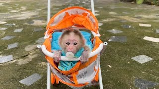 Linda Cuteness Face With Tiny Black Eyes Like Human Baby On Baby Stroller [upl. by Hort508]