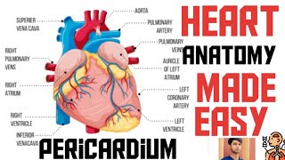 Anatomy Of Heart and pericardium [upl. by Emiaj]