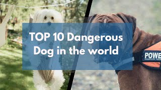 Top 10 dangerous Dog in the world  Dangerous animals [upl. by Christabelle]