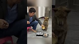 Questo cane è davvero premuroso🥹 [upl. by Salkin]