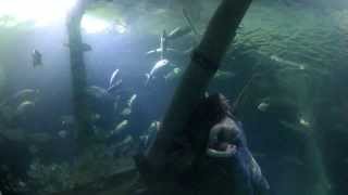 Aquarium 1hr 1080p Relax Music Full HD  Oberhausen Sealife  Germany [upl. by Fogarty]