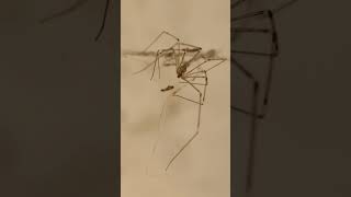 Daddy Long Legs also known as Cellar Spider spiderverse macrophotography [upl. by Ihsakat721]