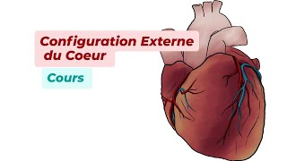 CONFIGURATION EXTERNE DU COEUR [upl. by Orutra616]