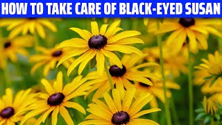 Blackeyed Susan – How to grow and care for it [upl. by Yniar]