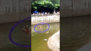 Hero Saves Drowning Orangutan 😱 [upl. by Sasnak68]