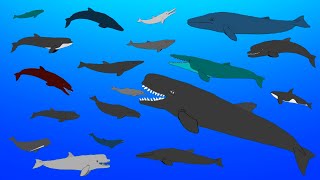 Extinct Prehistoric Whales  Animated Size Comparison [upl. by Sully]