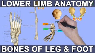 Lower Limb Anatomy  Bones and Joints [upl. by Dnalram]