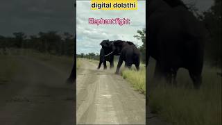 दो हाथी में भियंकर लडाई animalselephantfight animalsounds elephant shorts virelshorts [upl. by Ahsimak]