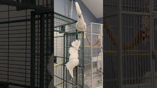 Dancing Umbrella Cockatoos cockatoos cockatoolife birds rascalandperry [upl. by Elleinet]