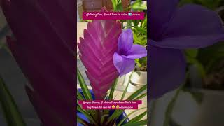 Tillandsia cyanea growing it as a houseplant tillandsia flower shorts [upl. by Ibloc764]