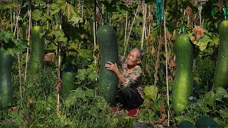 Making winter melon candy with 300 kg of winter melon｜20多斤一個的冬瓜，阿婆摘回300斤，做冬瓜糖，鄰居搶著要｜冬瓜 ｜ 广西 美食 玉林阿婆 [upl. by Wanda]