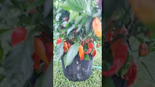 Ghost Pepper Plant [upl. by Catima613]