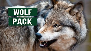 The Predatory Wolf Pack Of Yellowstone National Park  White Wolf Documentary [upl. by Eeryt406]