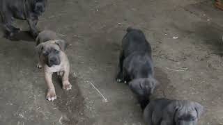 Cane Corso Puppies For Sale [upl. by Valentia7]