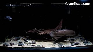 Predatory Amia calva aka Bowfin and Polypterus teugelsi [upl. by Livingston458]